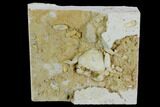 Fossil Crab (Potamon) Preserved in Travertine - Turkey #121373-3